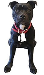 Molly - Workshop meet and greet
